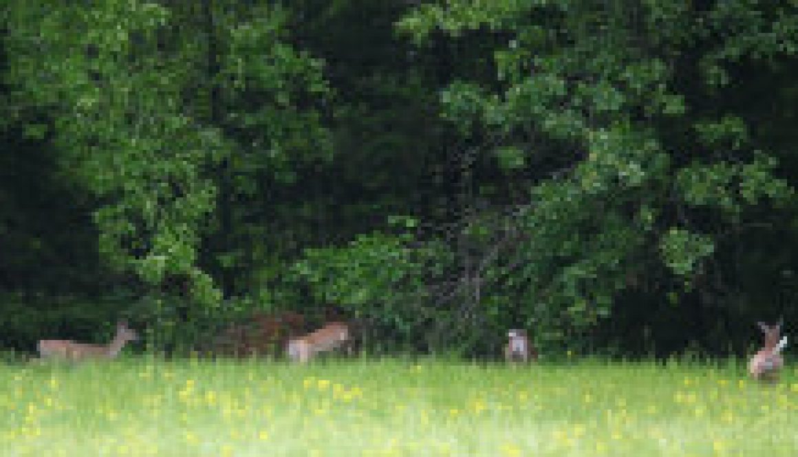 Some of the many deer at ROLF in May featured