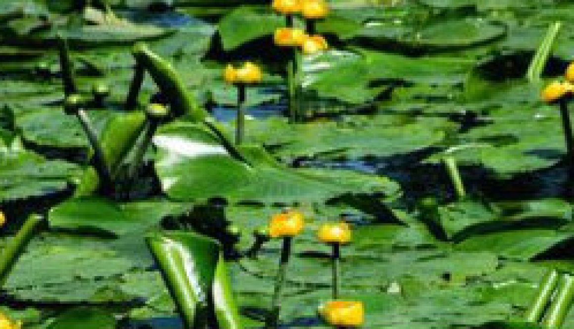 Spatterdock (Nuphar lutea) featured