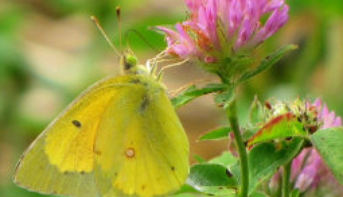 Sulphur butterfly on clover featured