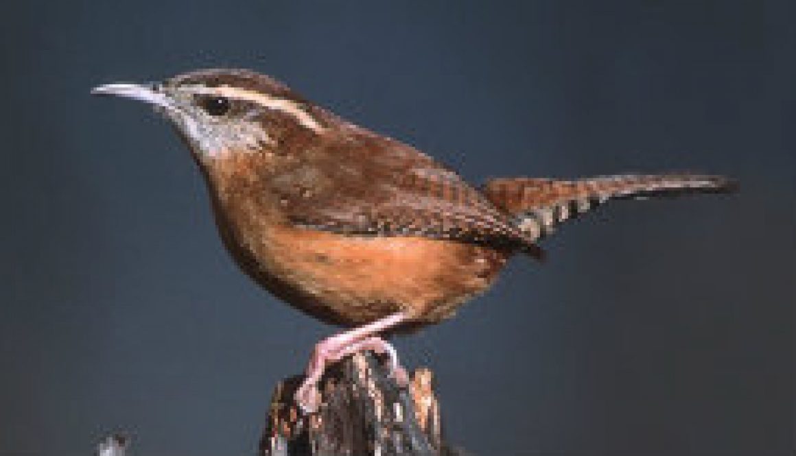 The Carolina Wren - there are many at ROLF featuired