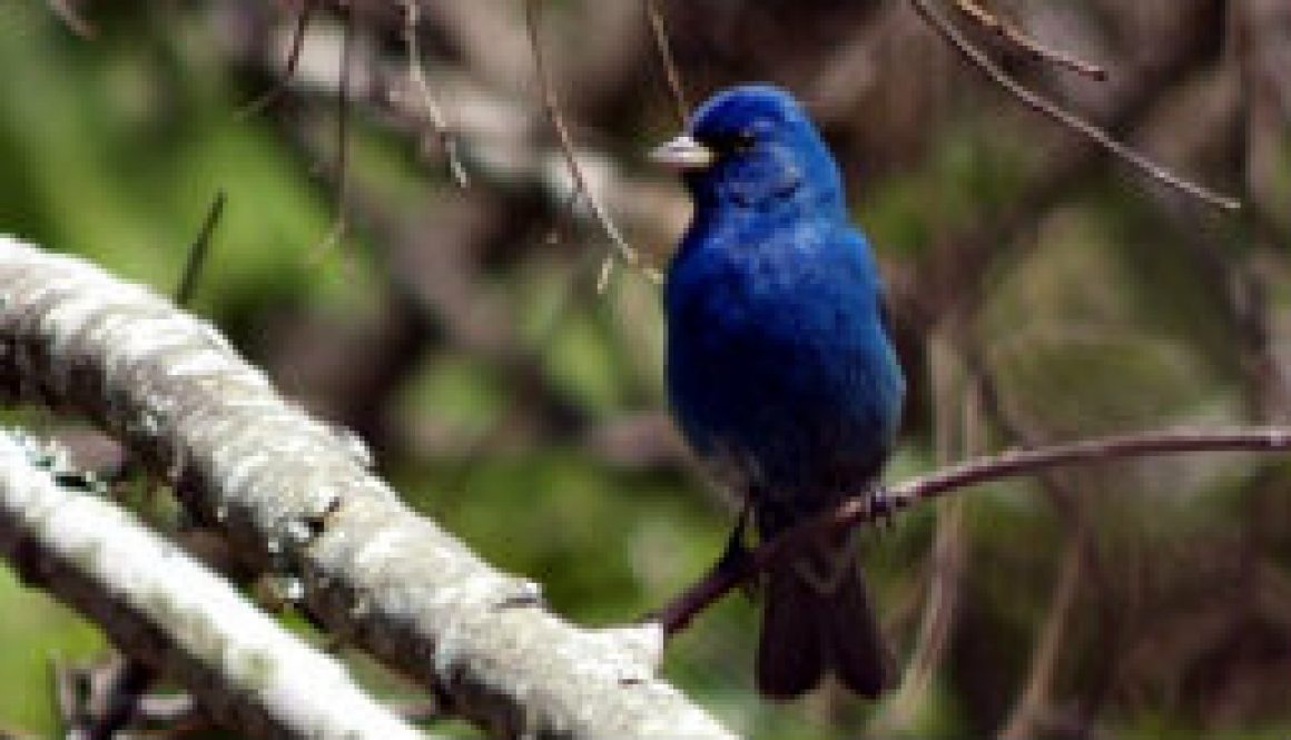 The striking Indigo Bunting featured