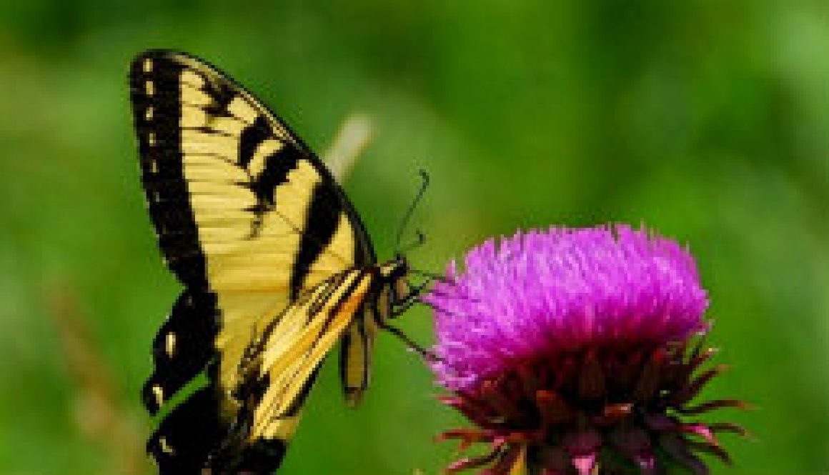 Tiger Swallowtail on Thistle Head feautured