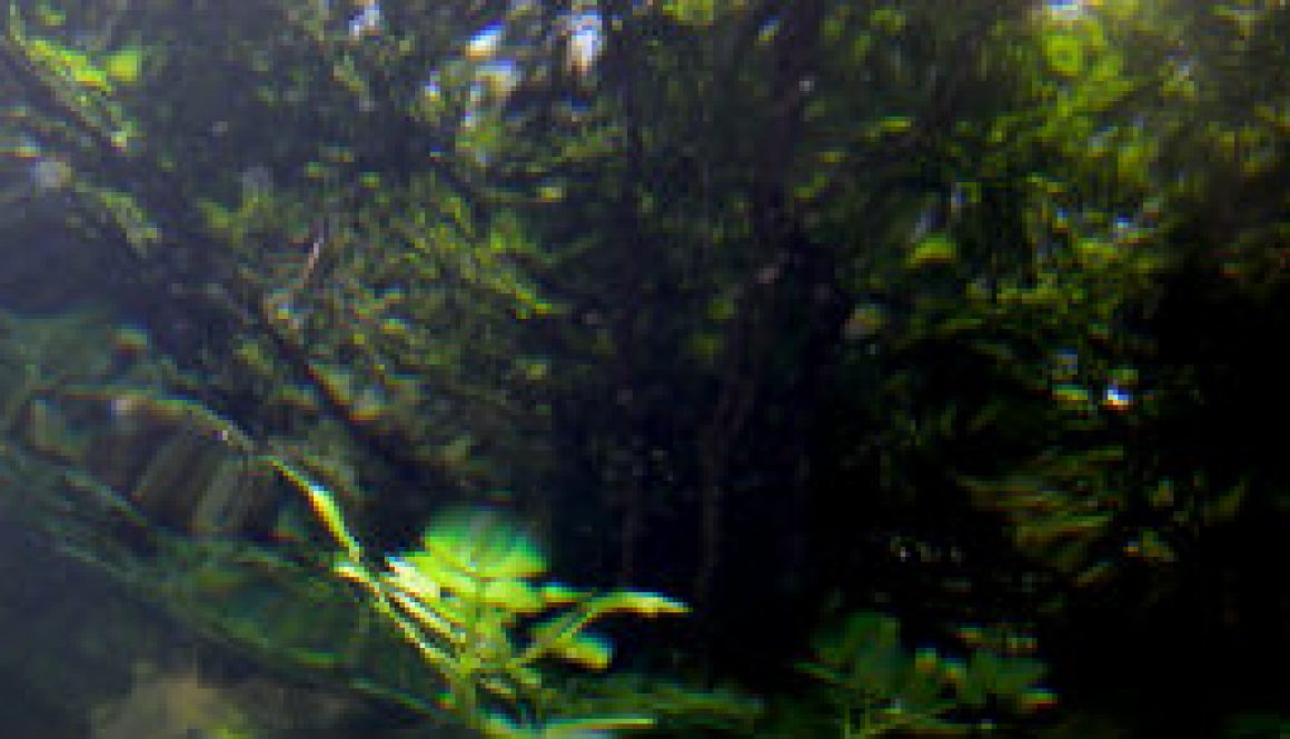 Trout's-Eye View of the shaded Bank at ROLF featured