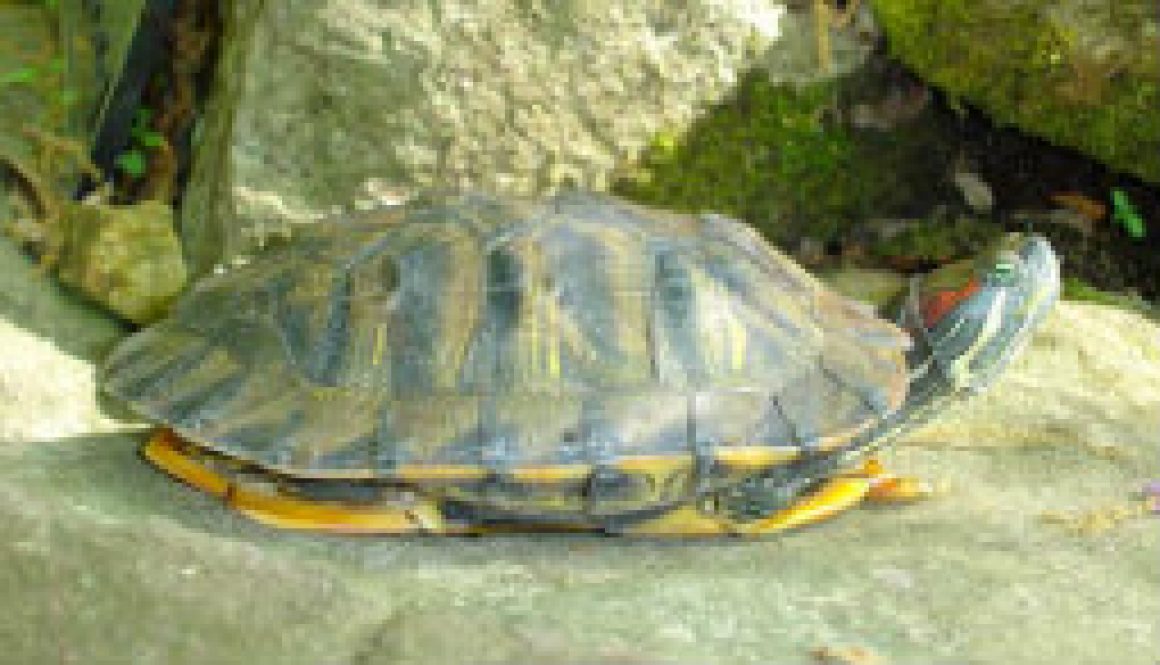 Turtles of the North Fork - Red Eared Slider featured