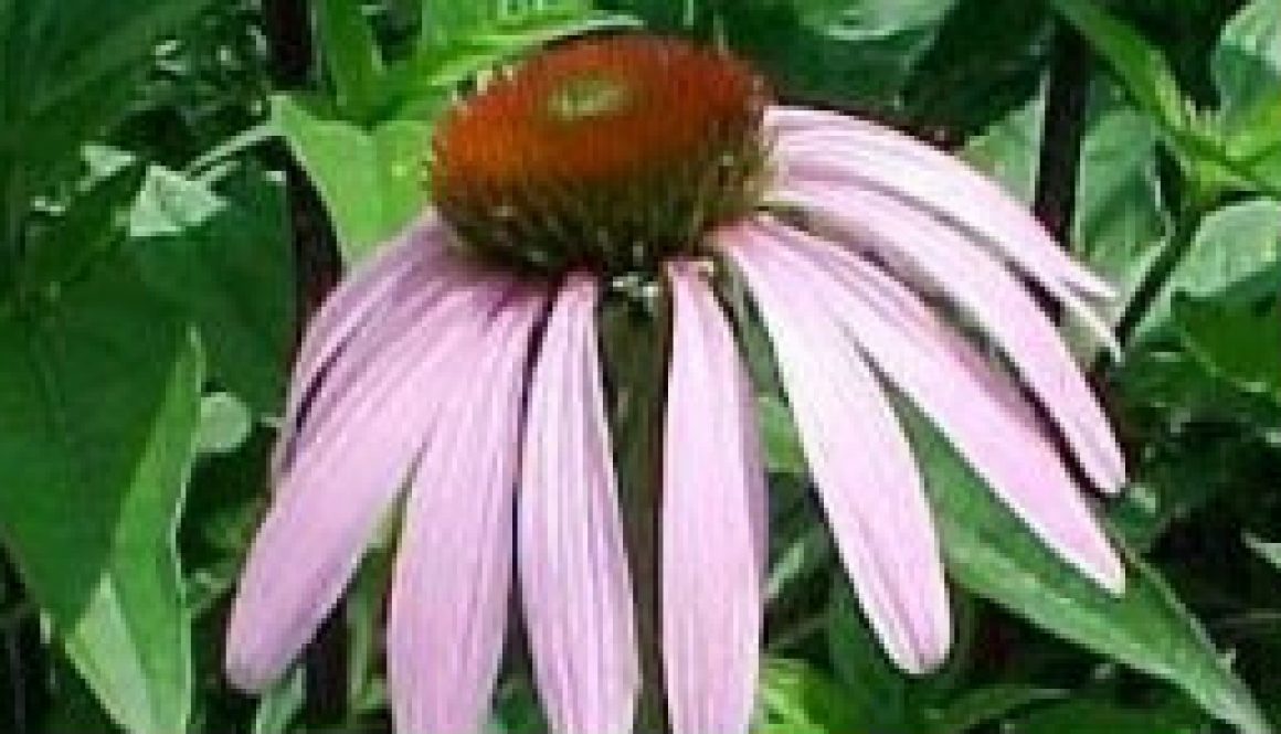 Watch for Pale Purple Coneflower in June featured