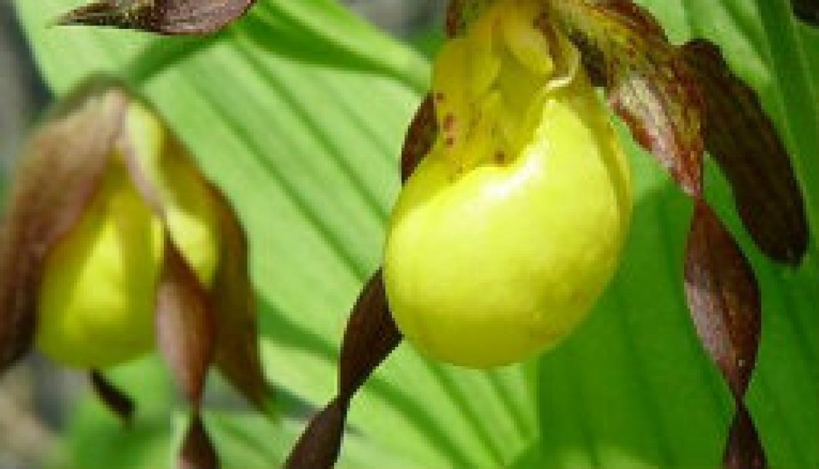 Yellow Lady Slipper featured