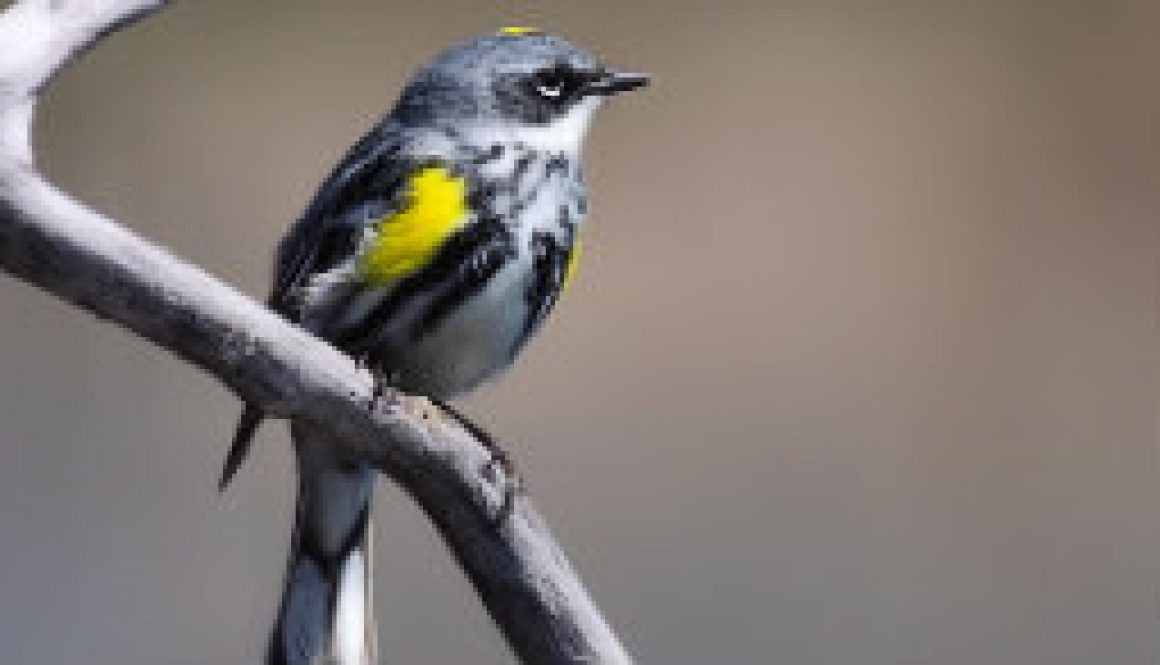 Yellow-Rumped Warbler featured