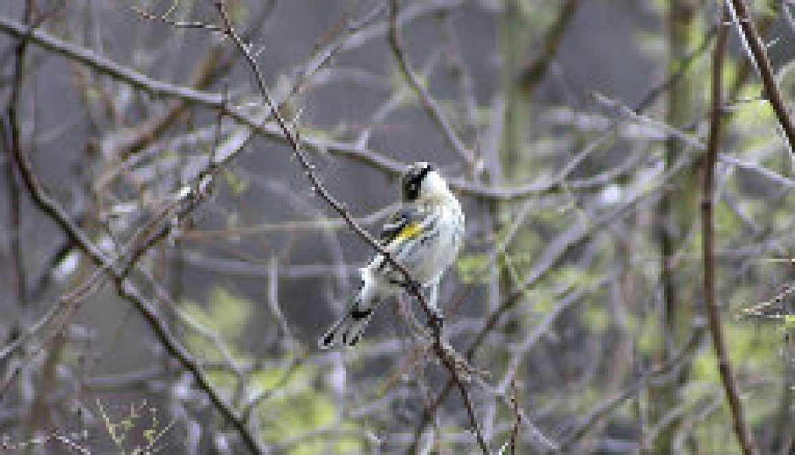 Yellow Rumped warbler coming through featured