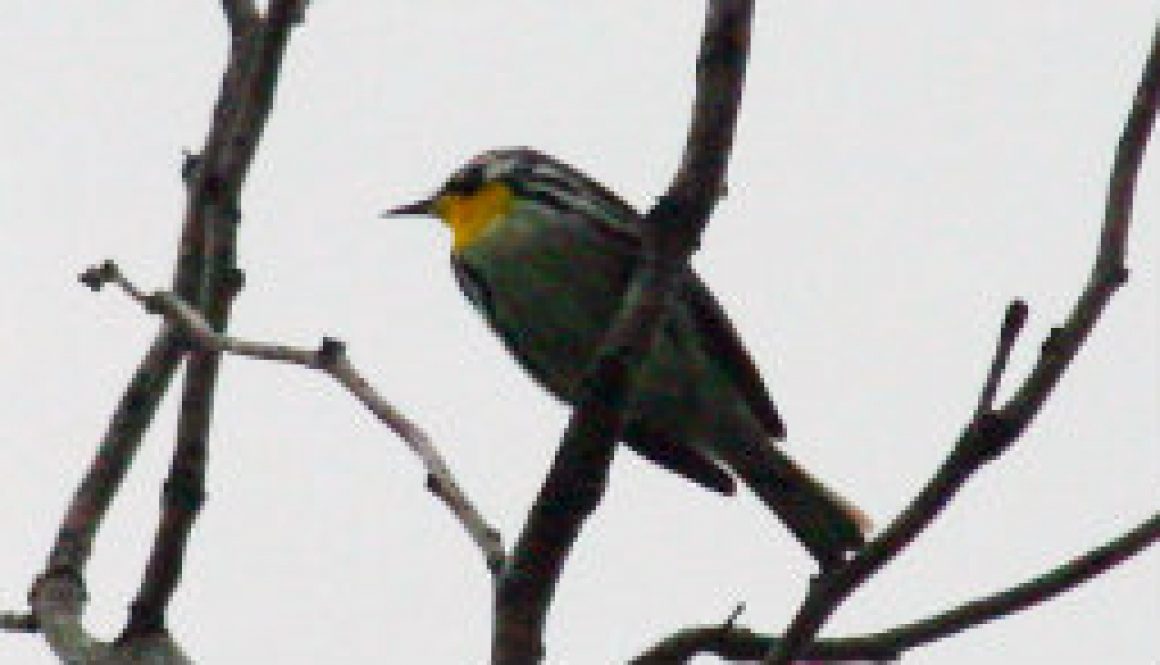 Yellow Throated Warbler featured