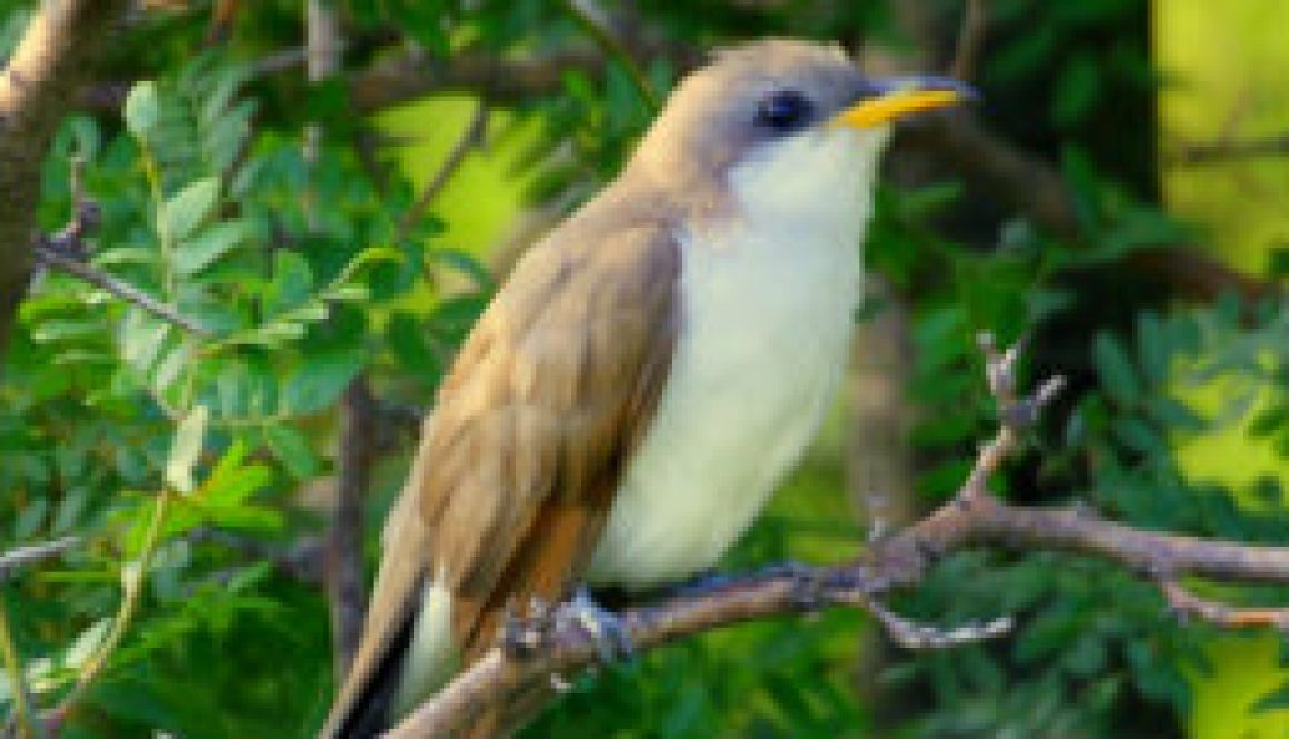 Yellow billed Cuckoo featured