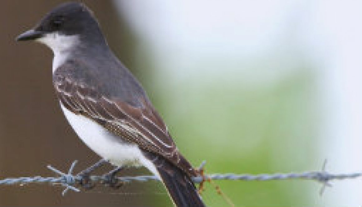 eastern kingbird featured