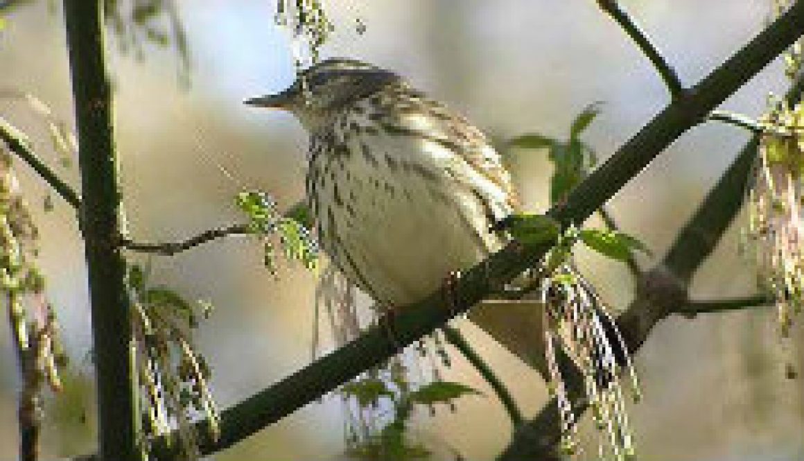 louisiana_waterthrush featured