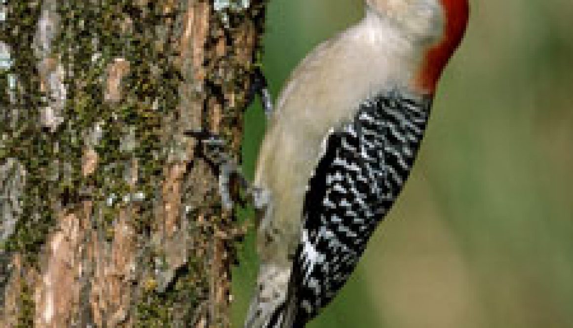 red bellied woodpecker