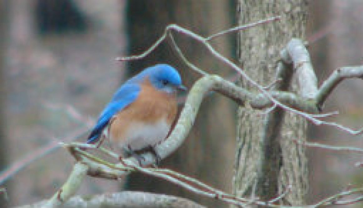 A few Bluebird shots from mid-April 2009 featured