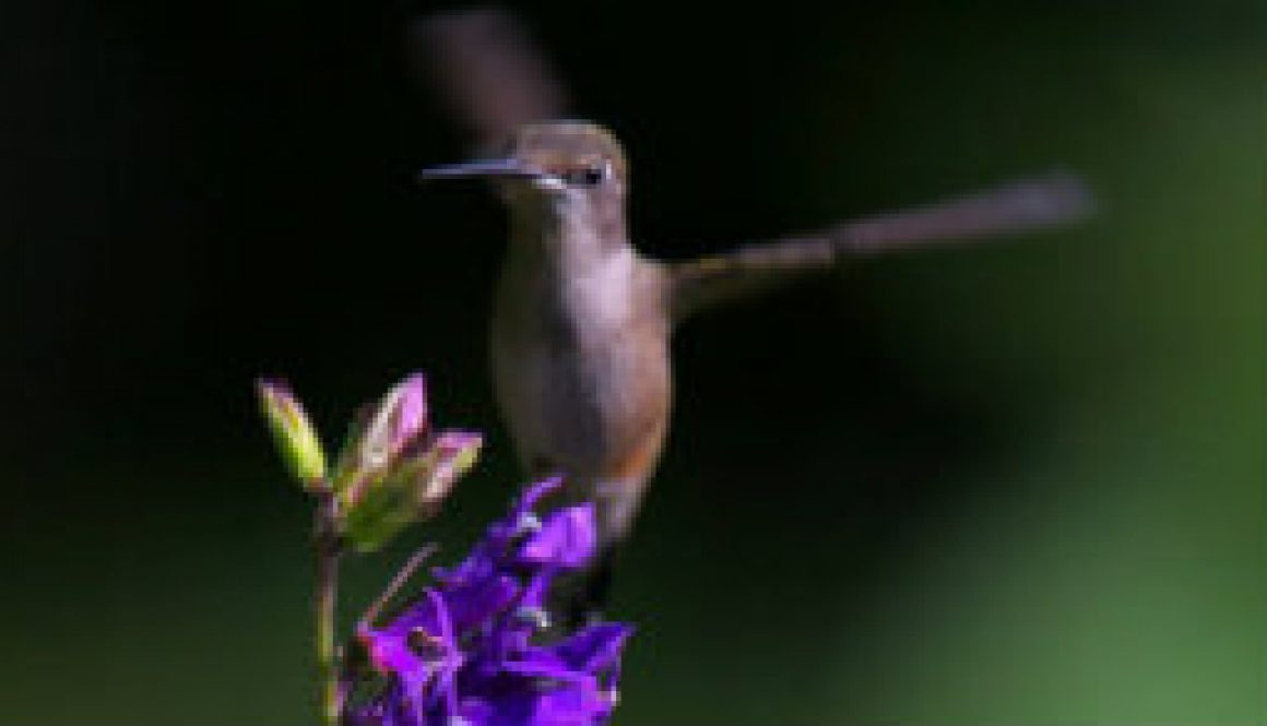 A few more Hummers in Saturday's early sunlight featured