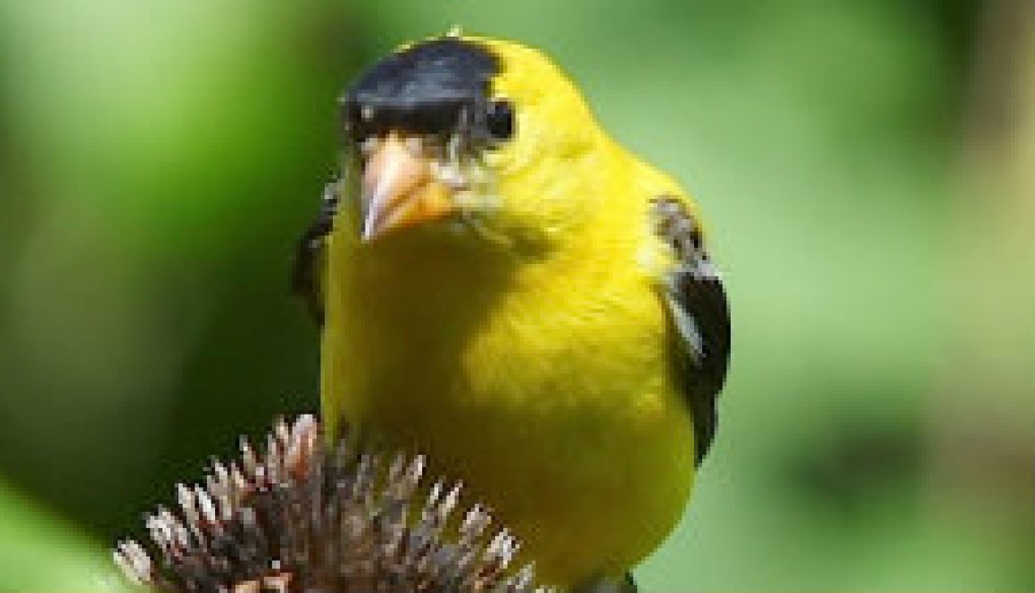 American Goldfinches foraging on Coneflower heads featured