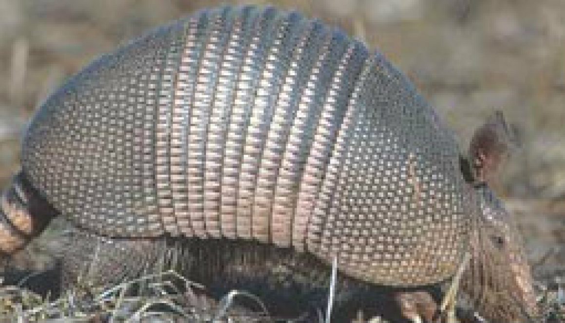 Armadillos and Roadrunners featured