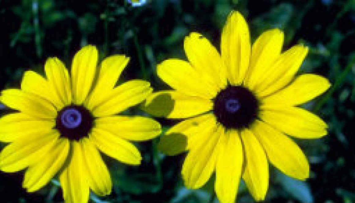 Black-Eyed Susans featured