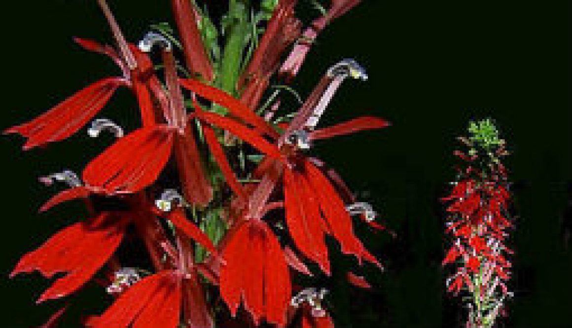 Cardinal Flower (Lobelia Cardinalis) featured