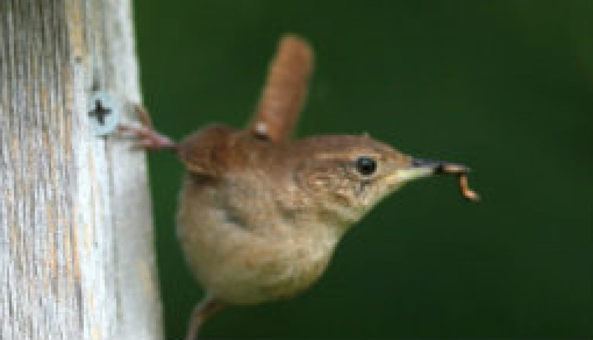 Carolina Wren April 17th nesting featured