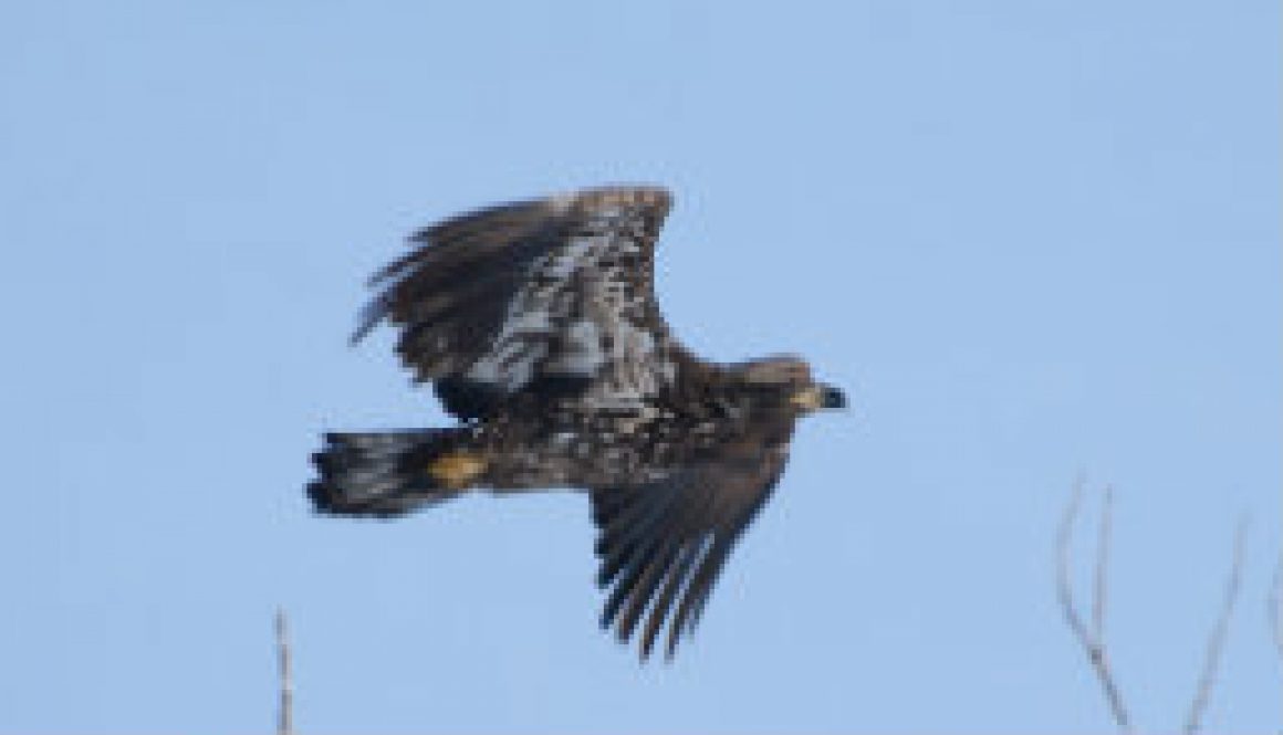 Couple of Bald Eagle pictures from ROLF featured