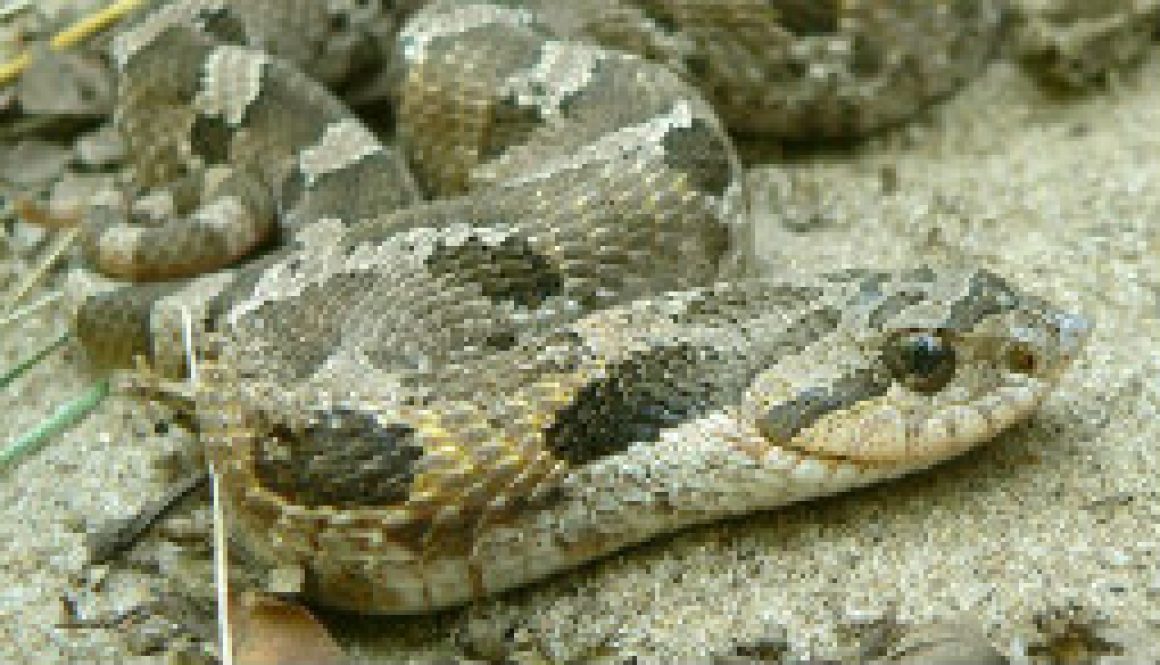 Eastern Hognose Snake featured