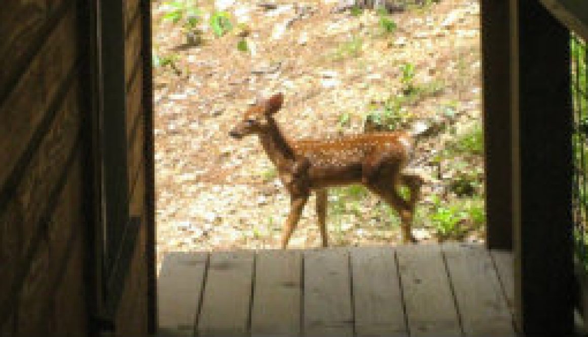 Fawn at Whispering Pines featured