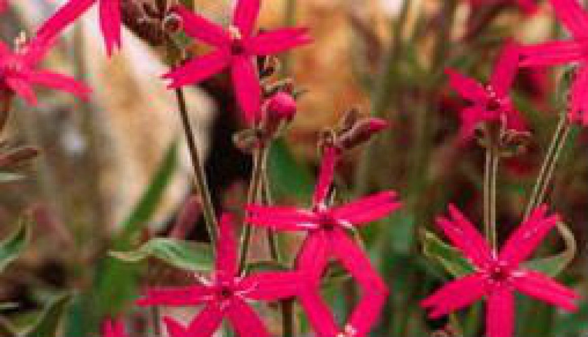 Fire Pinks on roadsides and rocky areas featured