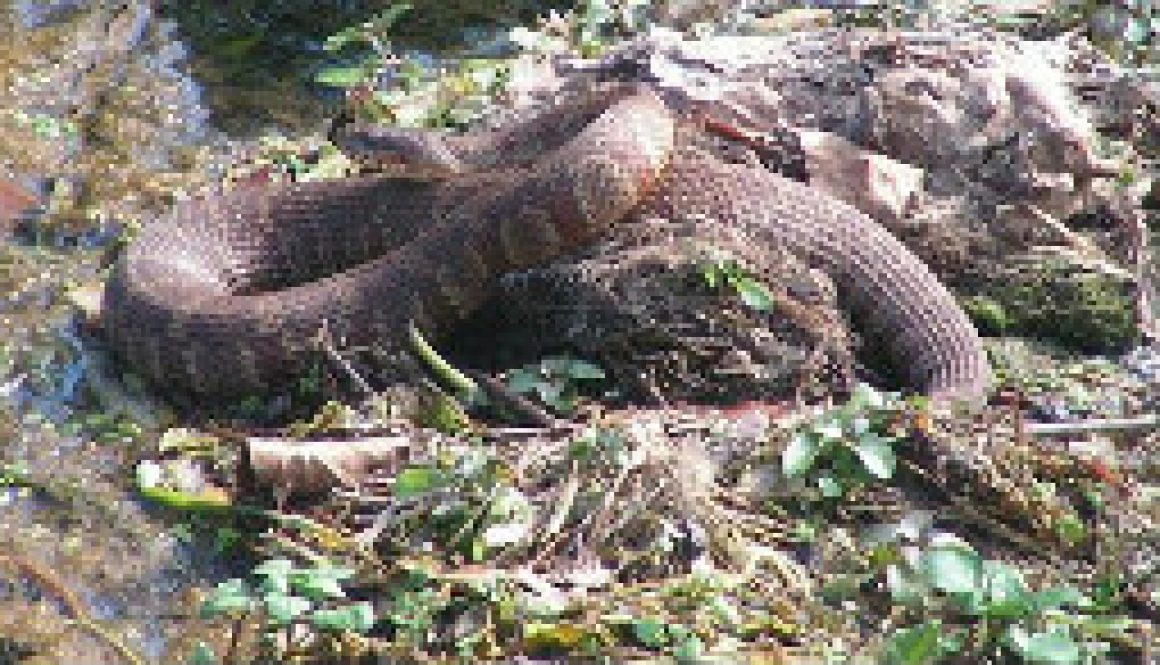 Good sized Northern Water Snake this M featured