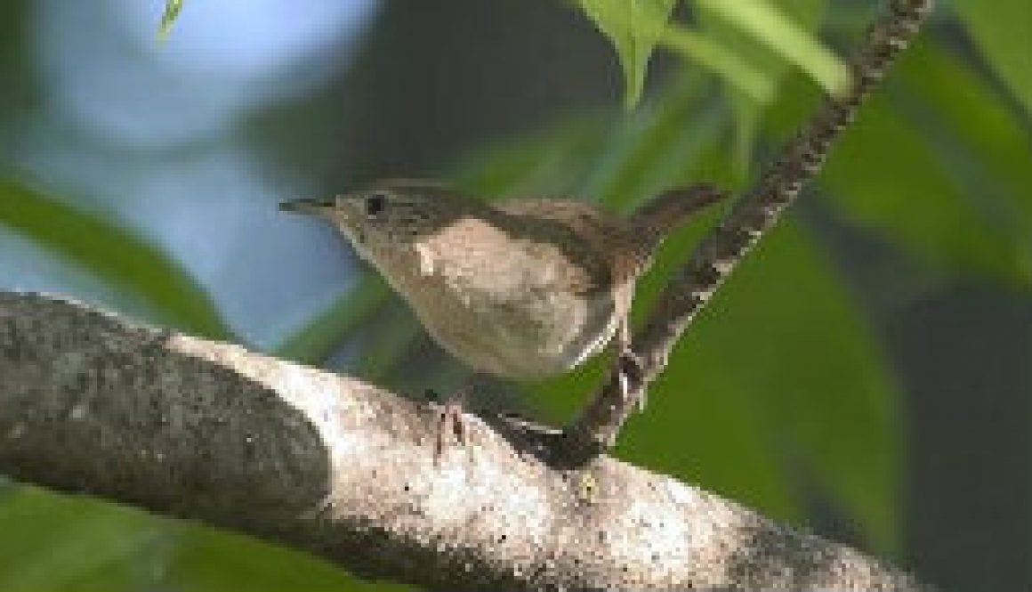 House Wren featured