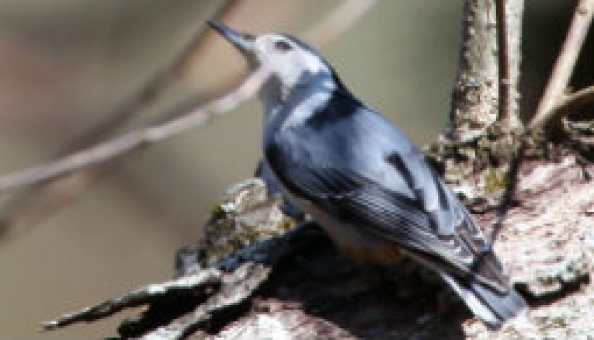 Late spring Nuthatch rooting for grubs featured