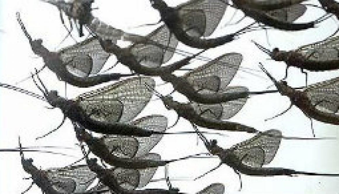 Lightning Bugs and Mayflies featyured