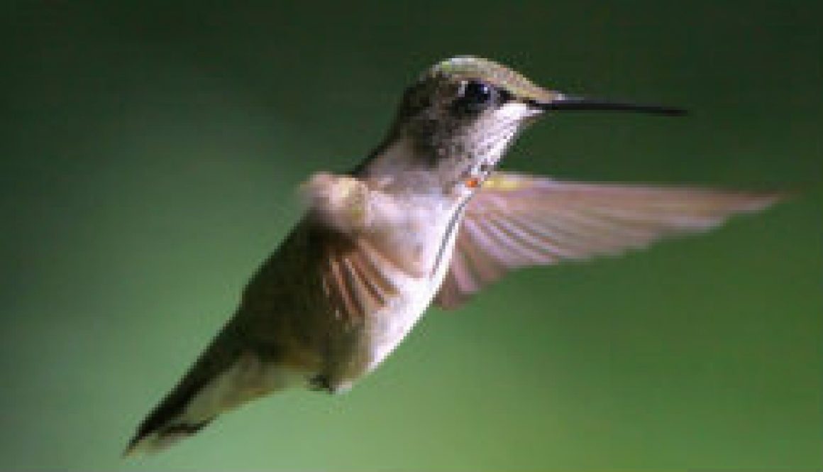 Look I'm getting my red throat feathers featured