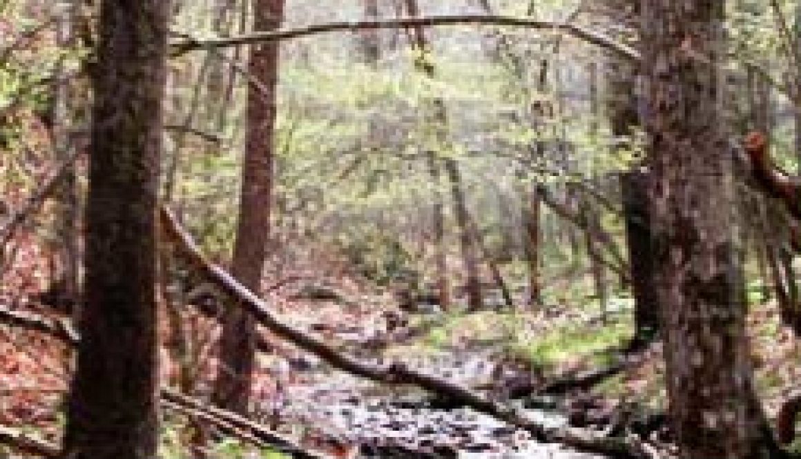 Making Tar at Kiln Hollow on the Bryant Creek freatured