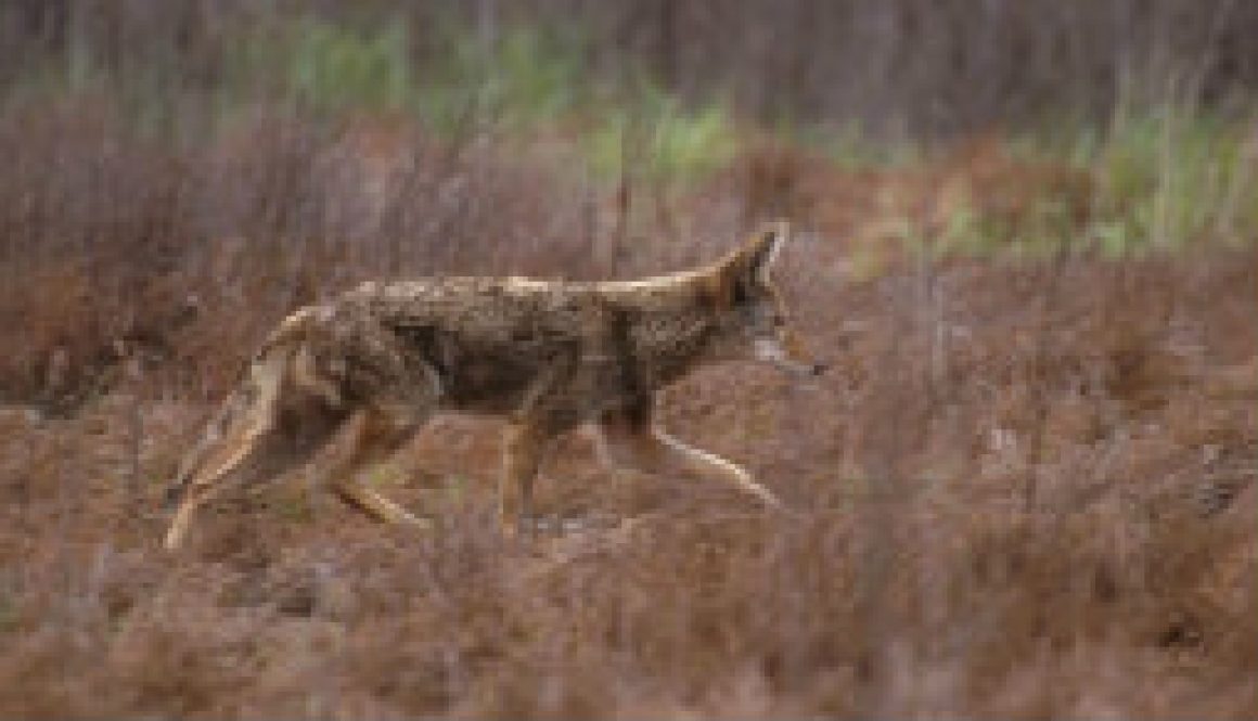 Missouri Coyote