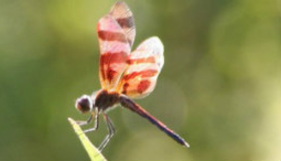 Odoanta (dragon and damsel flies) of the North Fork featured