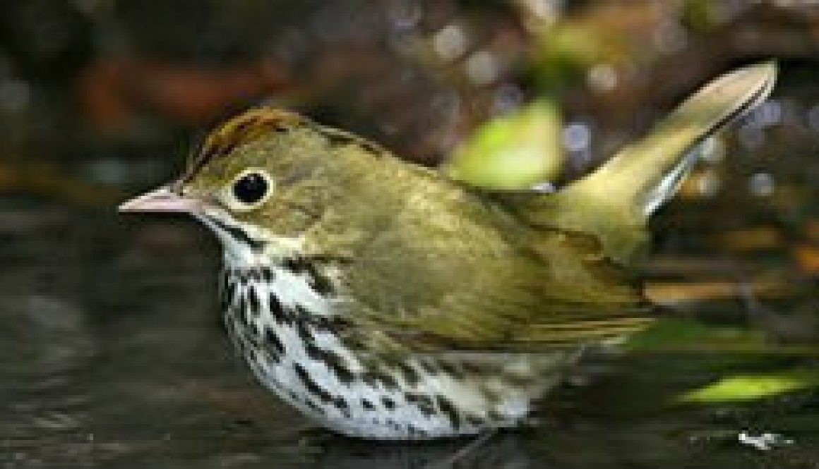 Ovenbird (warbler family) featured