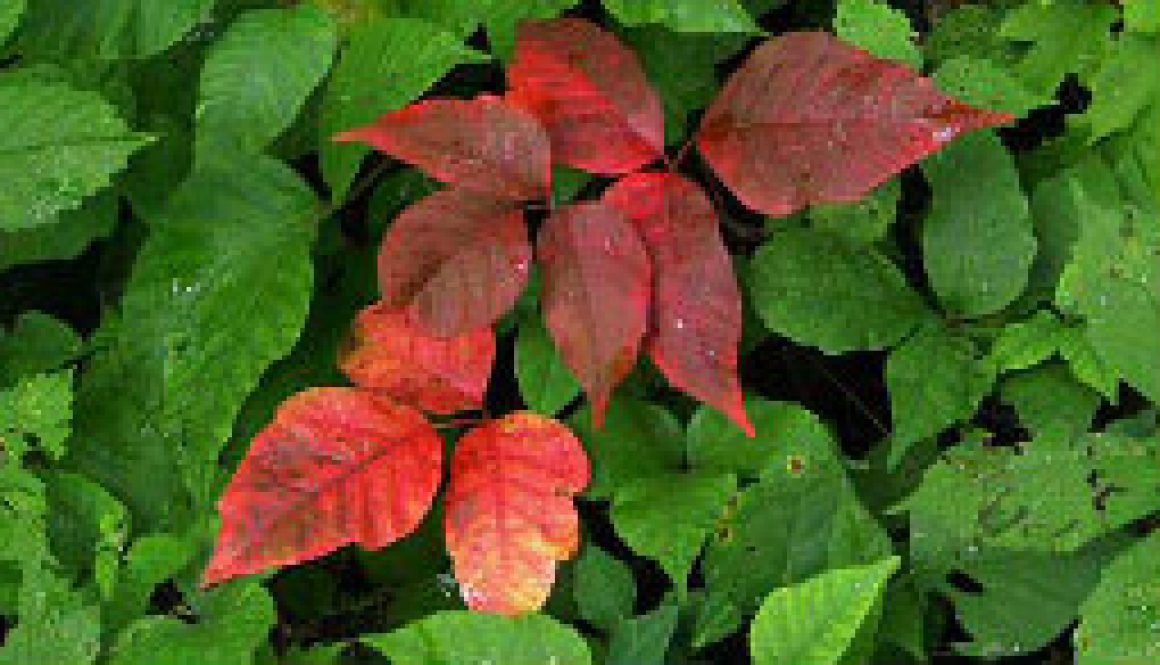 Poison Ivy starting to pick up color and Goldenrod feautired