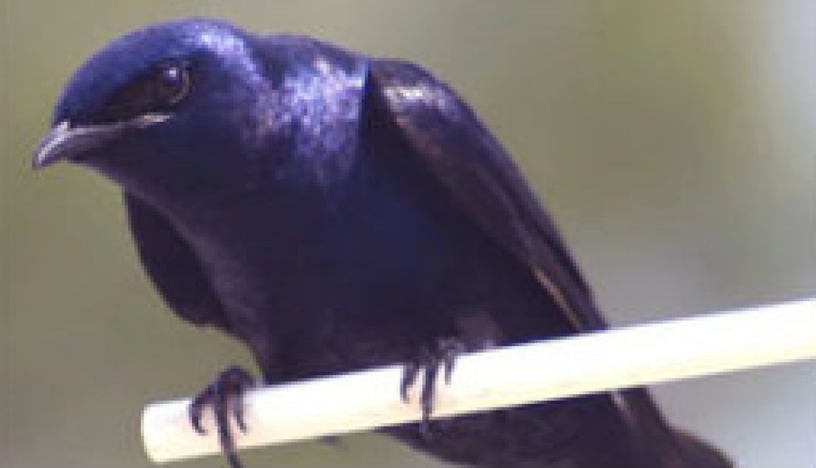 Purple Martin featured