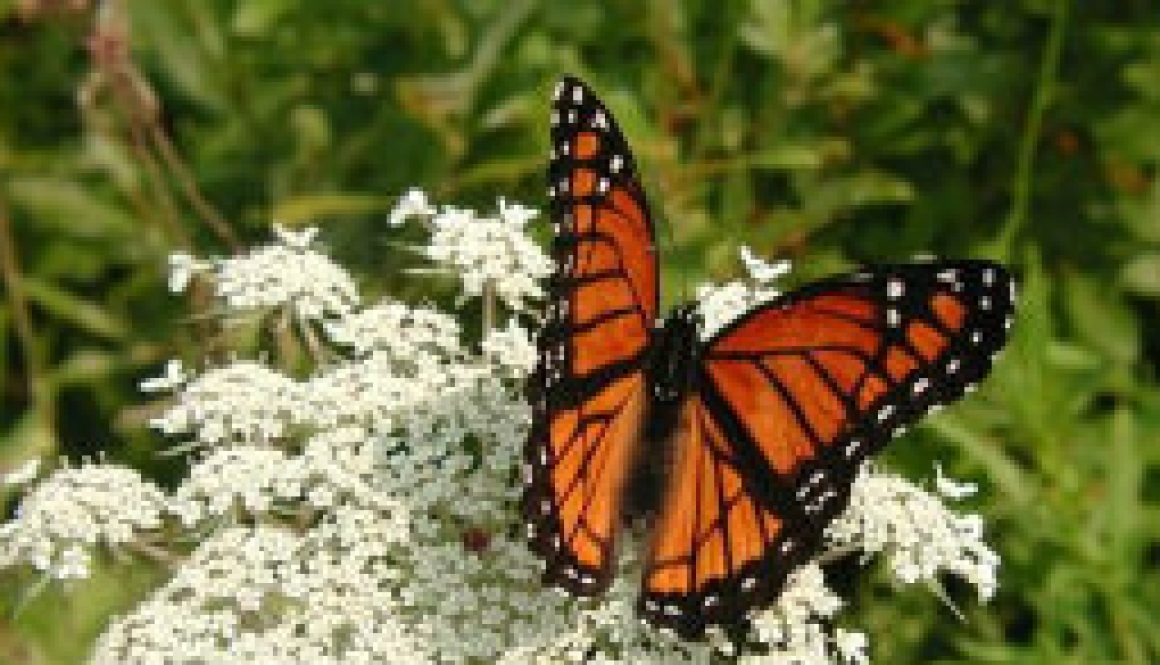 Queen Anne's Lace featured