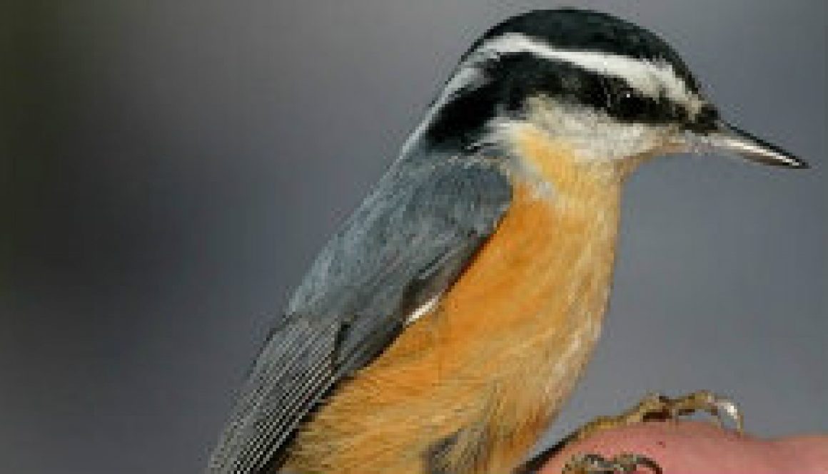 Red and White Breasted Nuthatch featured