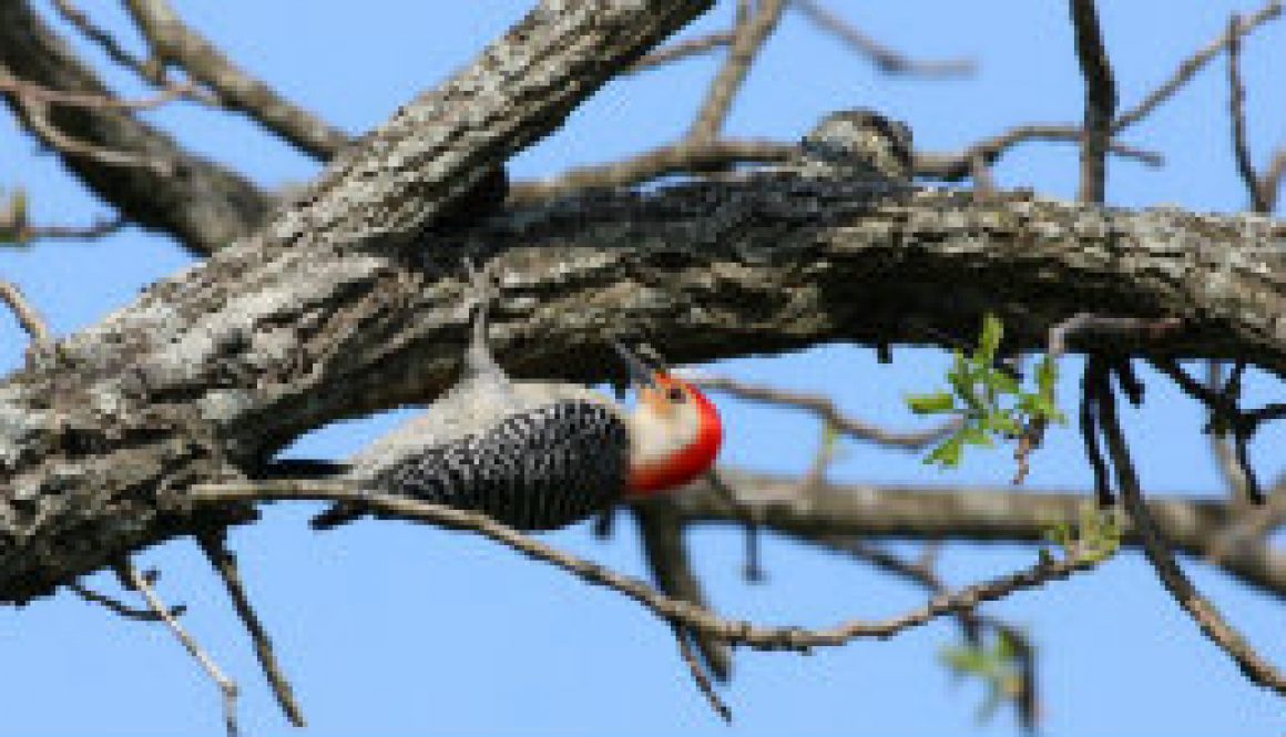 Red-bellied Woodpecker in April at ROLF featured