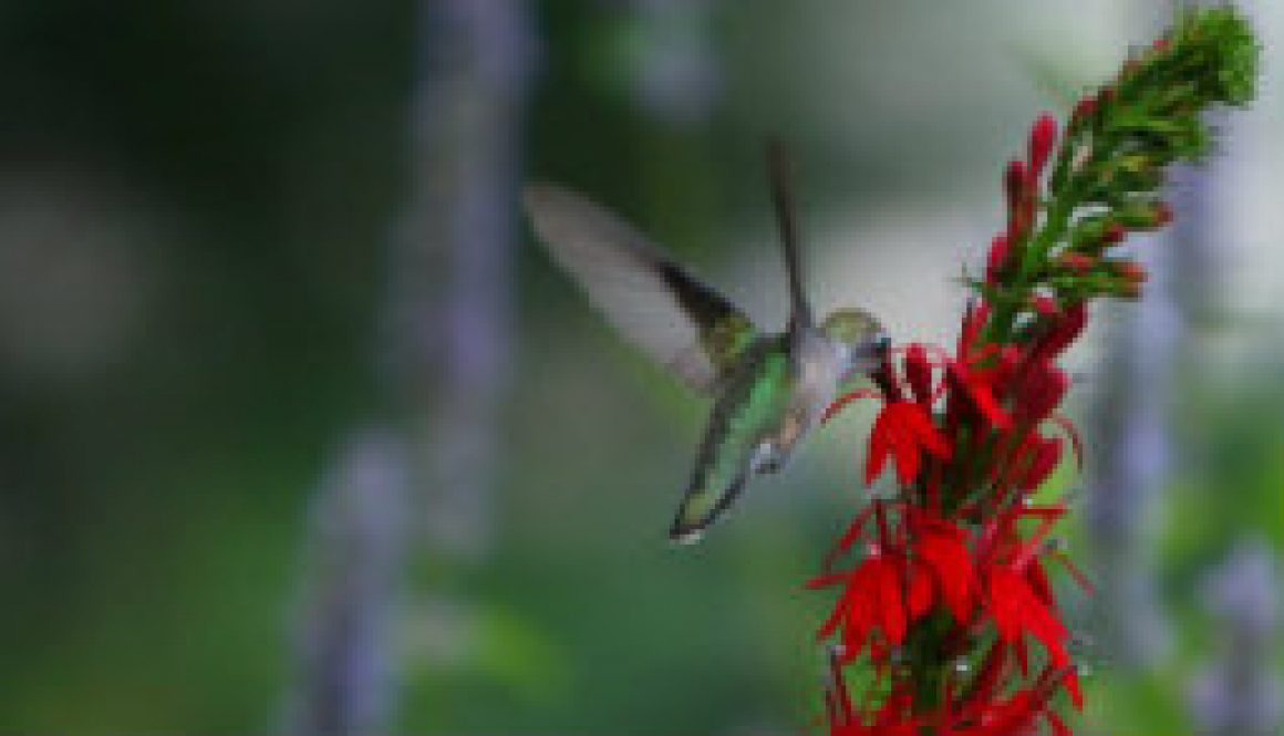 Ruby Throat Hummingbird female on Lobelia featured