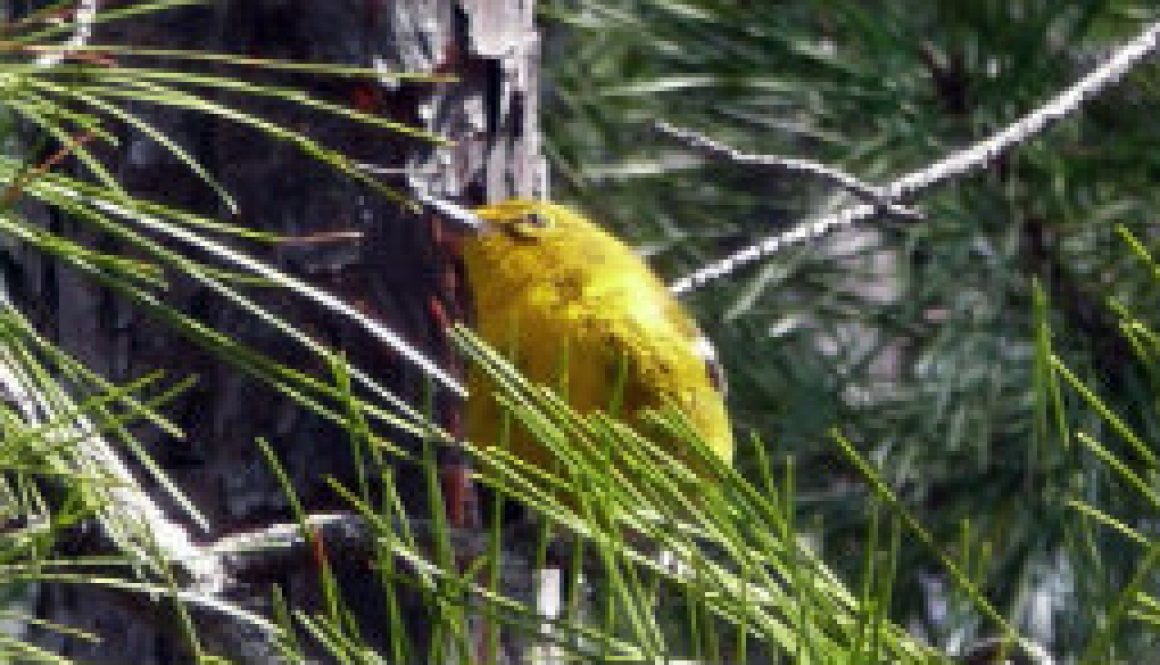 Taken from Log Mountain Lookout in 20041 featured