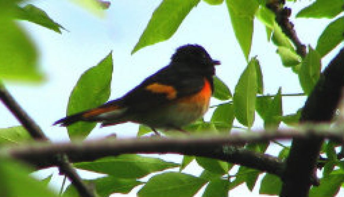 The beautiful American Redstart featured