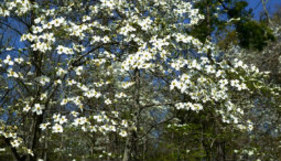 The spectacular Dogwoods of April featured