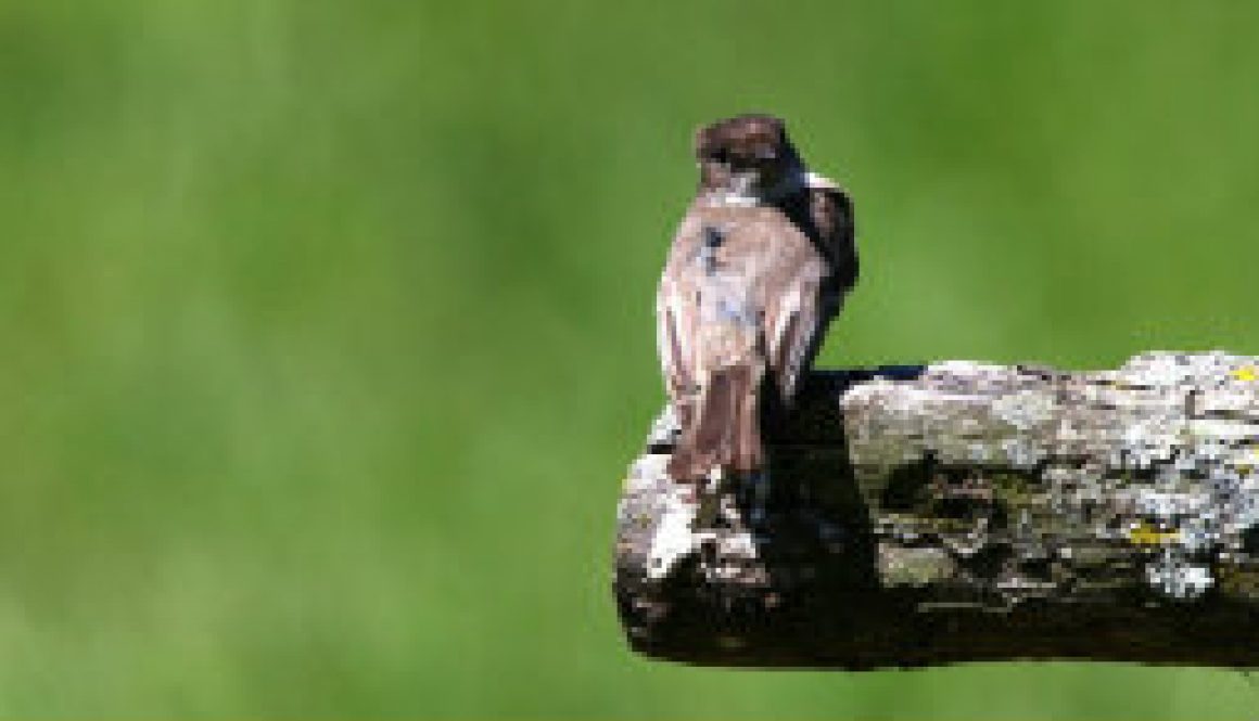 The vociferous Eastern Phoebe featured