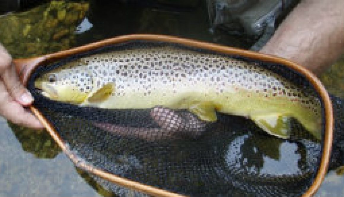 Two gorgeous September trout featured