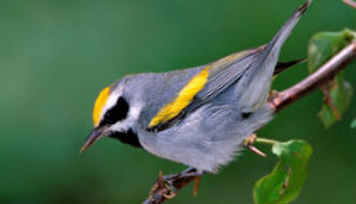 Uncommon Warblers at ROLF featured