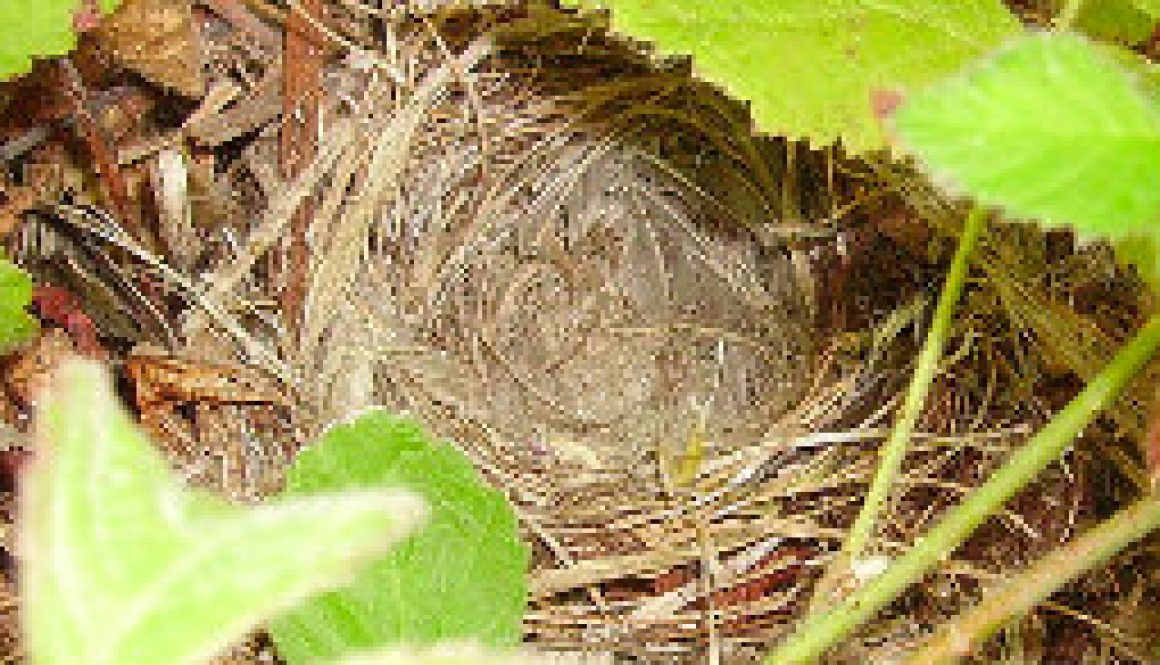 Warbler nests I found this past spring 2009 featured